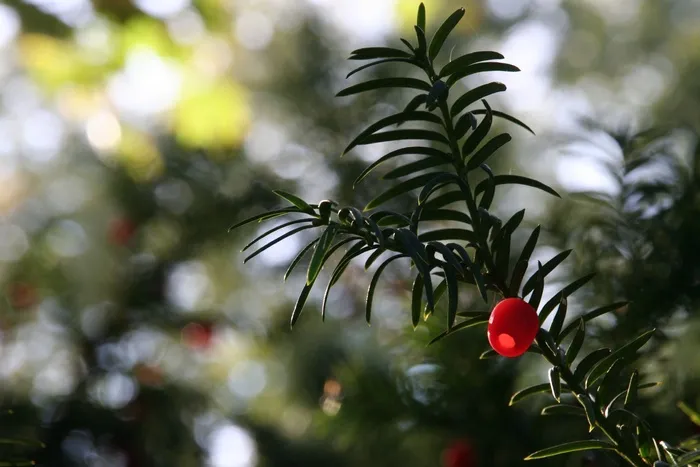 植物，紫杉，水果，浆果，红色