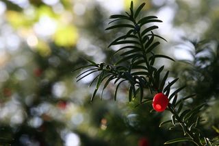 植物，紫杉，水果，浆果，红色