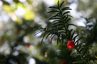 植物，紫杉，水果，浆果，红色
