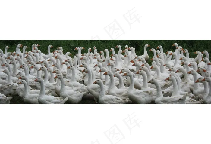 鹅，农场，家禽，动物，油炸，节日食品