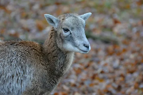 Mouflon，野生，动物，自然，年轻，动物园