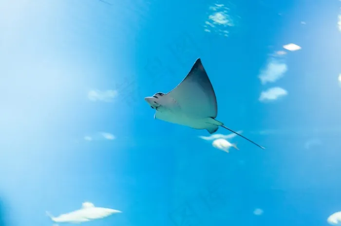 雷，鱼，水，海洋，大海，自然，蓝色
