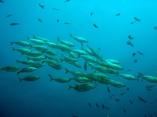 鱼群，鱼，自然，水，水下