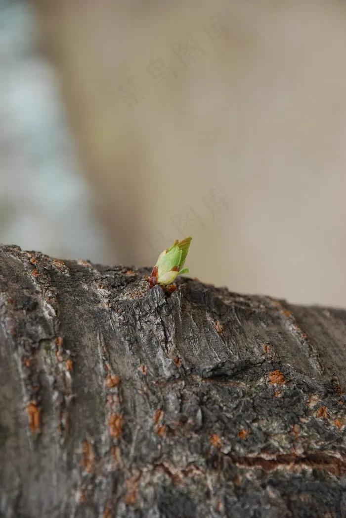 芽，希望，木材，成长