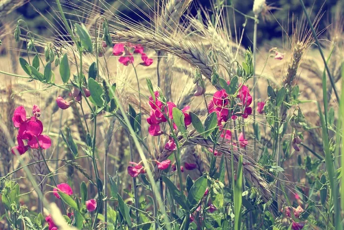 鲜花，植物，自然，夏天，春天，花园