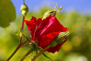 红玫瑰，玫瑰，花，开花，红色，玫瑰花蕾