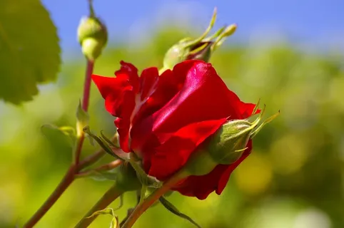 红玫瑰,玫瑰,花,开花,红色,玫瑰花蕾 红玫瑰,玫瑰,花,开花,红色,玫瑰花蕾