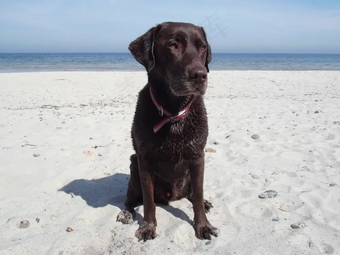 拉布拉多，海滩，波罗的海，狗，大海，动物，水