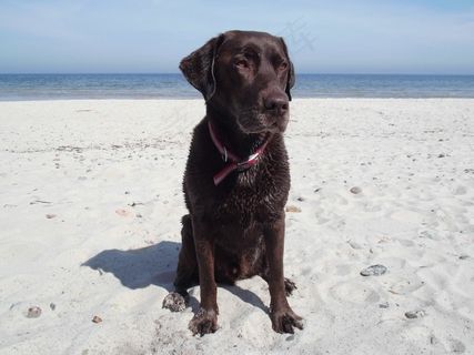 拉布拉多，海滩，波罗的海，狗，大海，动物，水