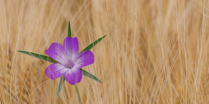 玉米Co，花，矢车菊，开花，盛开