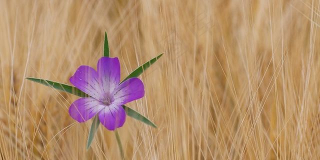 玉米Co，花，矢车菊，开花，盛开