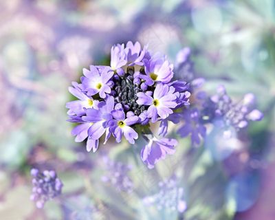 鼓槌，半封闭，花，植物，春天的花朵