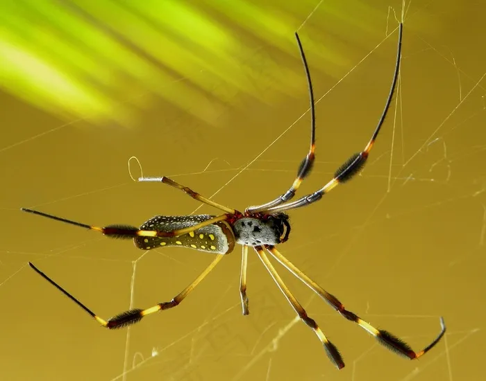 蜘蛛，金，蜘蛛丝，Nephila，Clavipes