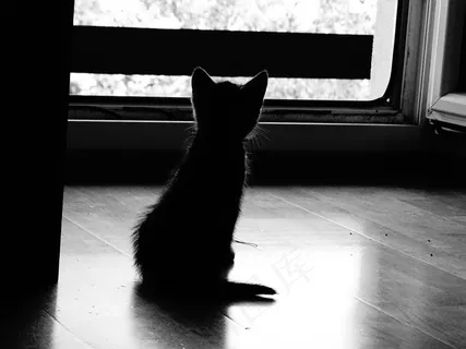 宝贝猫,剪影,黑色和白色 宝贝猫,剪影,黑色和白色