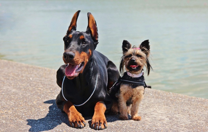 杜宾犬，约克犬，狗