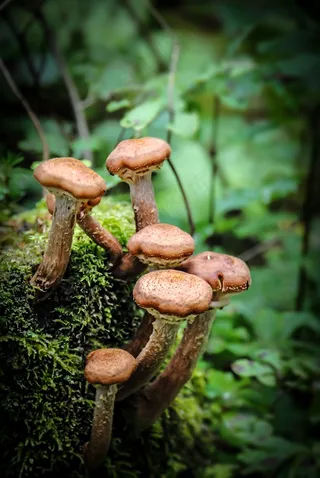 蘑菇，森林，苔，森林地面，森林蘑菇