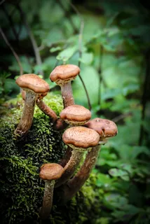 蘑菇,森林,苔,森林地面,森林蘑菇 蘑菇,森林,苔,森林地面,森林蘑菇