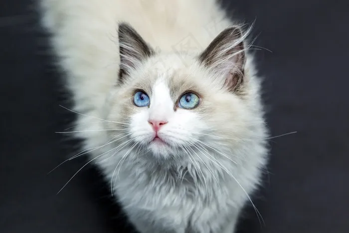 玩具,布偶猫,小狗,金吉拉猫,狮子猫,白猫的肖像