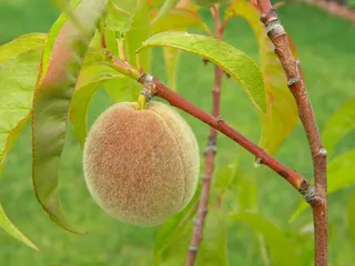 桃，水果，自家种植，食品，健康，有机，原料
