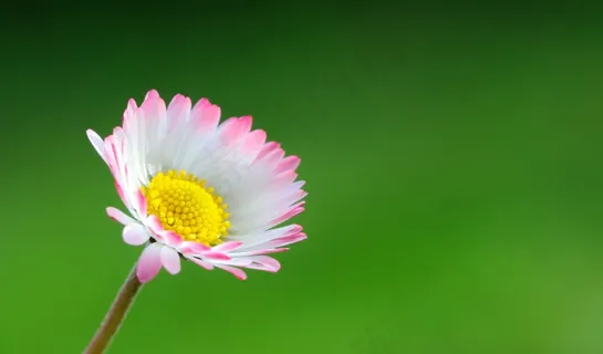 花，颜色，光，特写，夏天，彩色，性质