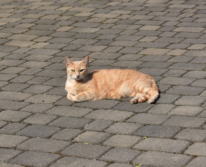 猫，女性，宠物，头，肖像，动物，甜，毛皮