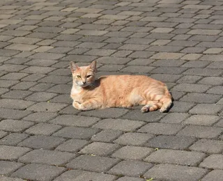 猫，女性，宠物，头，肖像，动物，甜，毛皮