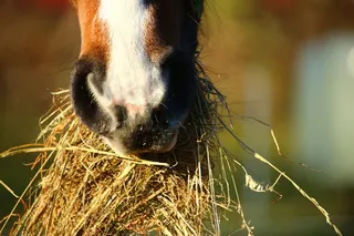 哺乳类,鸟类,大瑞士山地犬,小狗,伯恩山犬,马与干草在嘴里的特写镜头