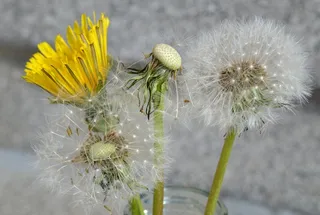 蒲公英，春天，关闭，性质，种子，指出花