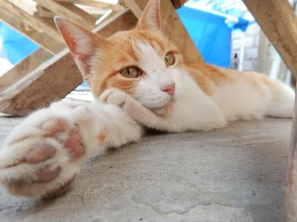 加塔猫,宠物,休息 加塔猫,宠物,休息