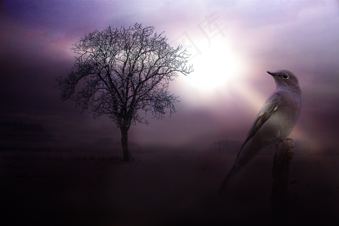 树，植物，鸟，动物，全身羽毛，天空，景观