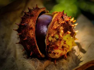 板栗，秋季，植物，性质，棕色，黄色，植物学