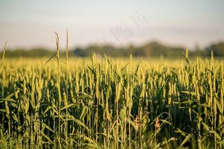 粮食，黄金，太阳，日落，自然，光，生活，玉米棒