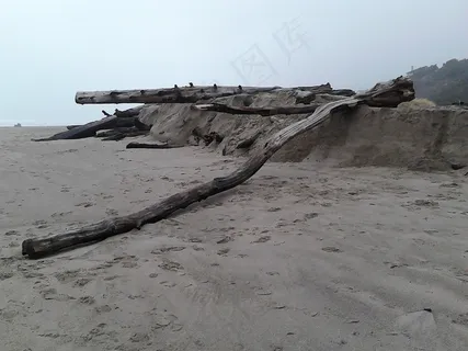 浮木,日志,海滩,沙,性质,沧海,水,海岸 浮木,日志,海滩,沙,性质,沧海,水,海岸