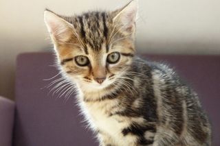 年轻的猫，宠物，甜，猫的眼睛