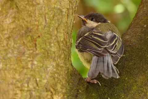 鸟，山雀，帕鲁斯专业，年轻，觅食，花园，树