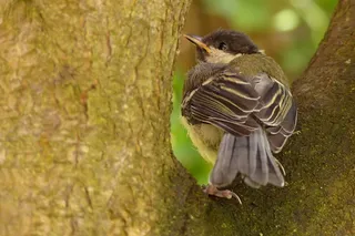 鸟，山雀，帕鲁斯专业，年轻，觅食，花园，树