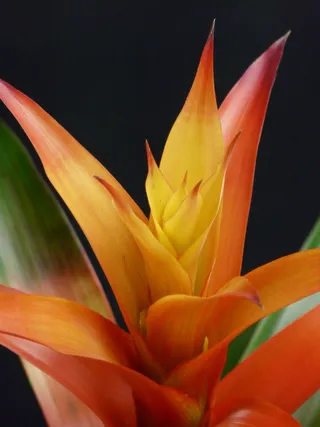 Guzmania，花，开花，凤梨科