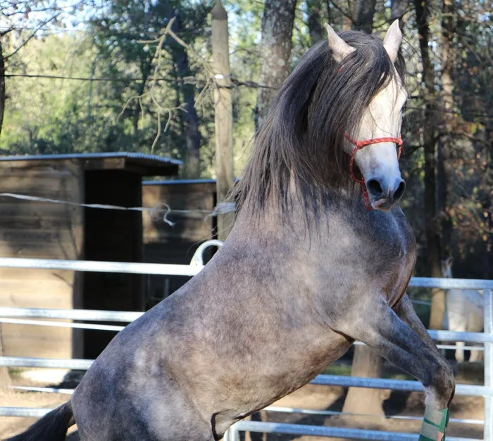 马，阿拉伯语，腾跃，马跳，马展