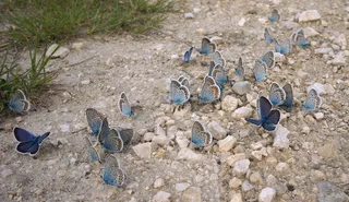 昆虫，蝴蝶，飞行的昆虫，Polyommatus伊卡洛斯