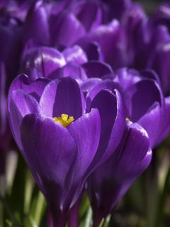 番红花，鸢尾科，多年生，植物，花园，关闭