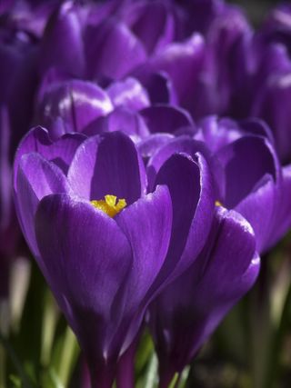 番红花，鸢尾科，多年生，植物，花园，关闭