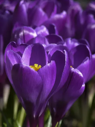 番红花，鸢尾科，多年生，植物，花园，关闭