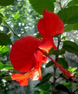 芙蓉花,锦葵,棉花糖,花,开花,盛开 芙蓉花,锦葵,棉花糖,花,开花,盛开