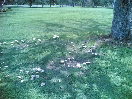 树,草地,风景,地板砖,阳光森林,07222006（001）