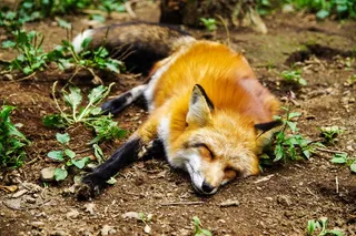 动物，狐狸，睡眠，睡觉，可爱