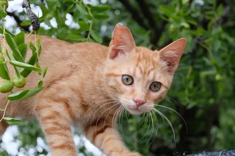美丽,猫,红色,动物,Mieze,毛皮,爬,树 美丽,猫,红色,动物,Mieze,毛皮,爬,树