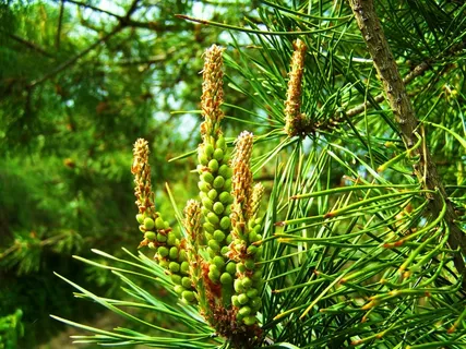 松树,新驱动器,春天 松树,新驱动器,春天