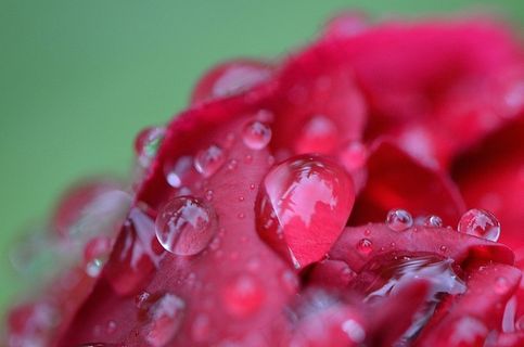 牡丹，雨，滴灌，雨滴，性质，宏，串珠