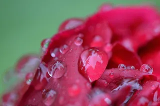 牡丹，雨，滴灌，雨滴，性质，宏，串珠