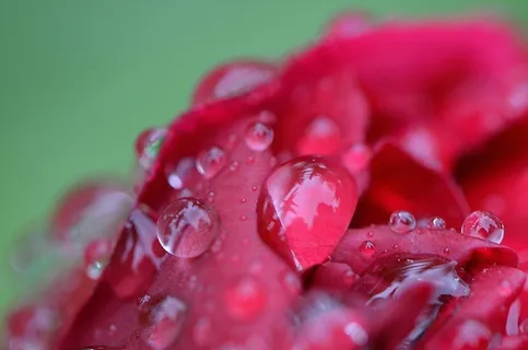 牡丹,雨,滴灌,雨滴,性质,宏,串珠 牡丹,雨,滴灌,雨滴,性质,宏,串珠